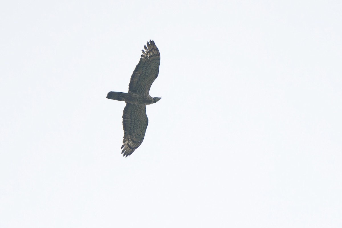 Oriental Honey-buzzard (Northern) - ML643535024