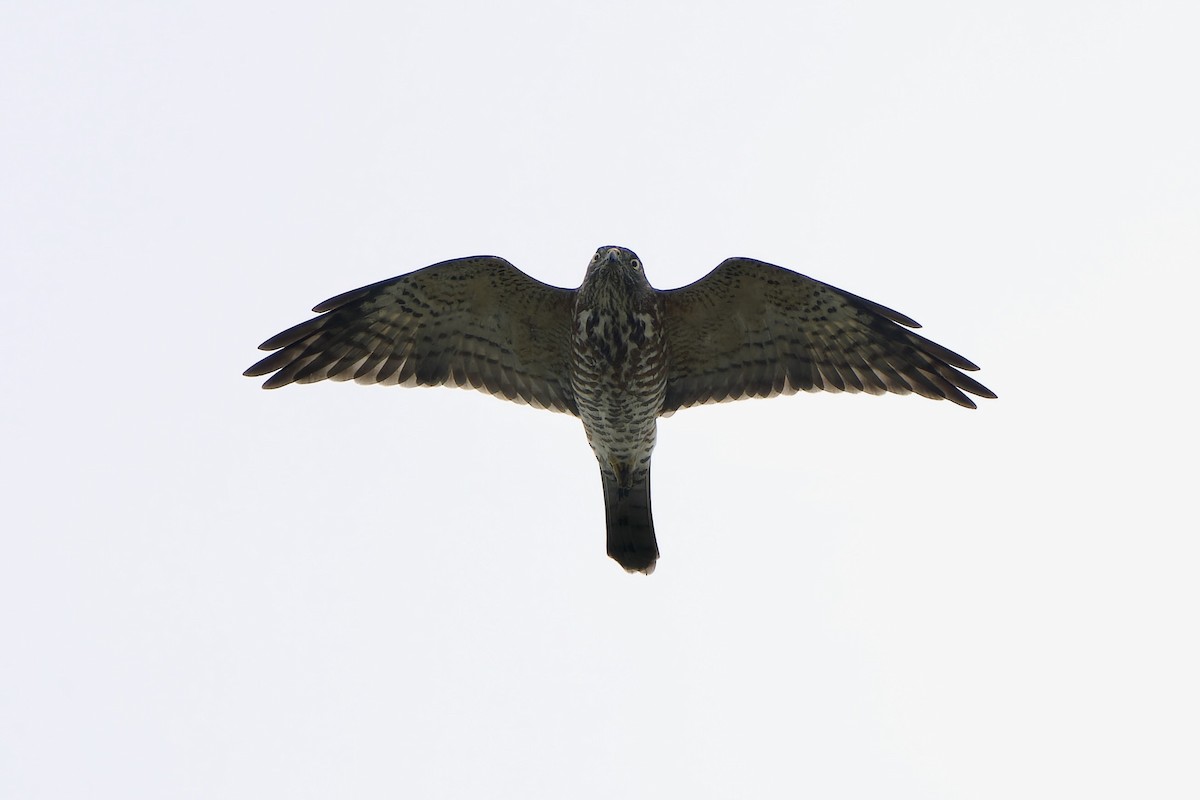 Chinese Sparrowhawk - ML643535035