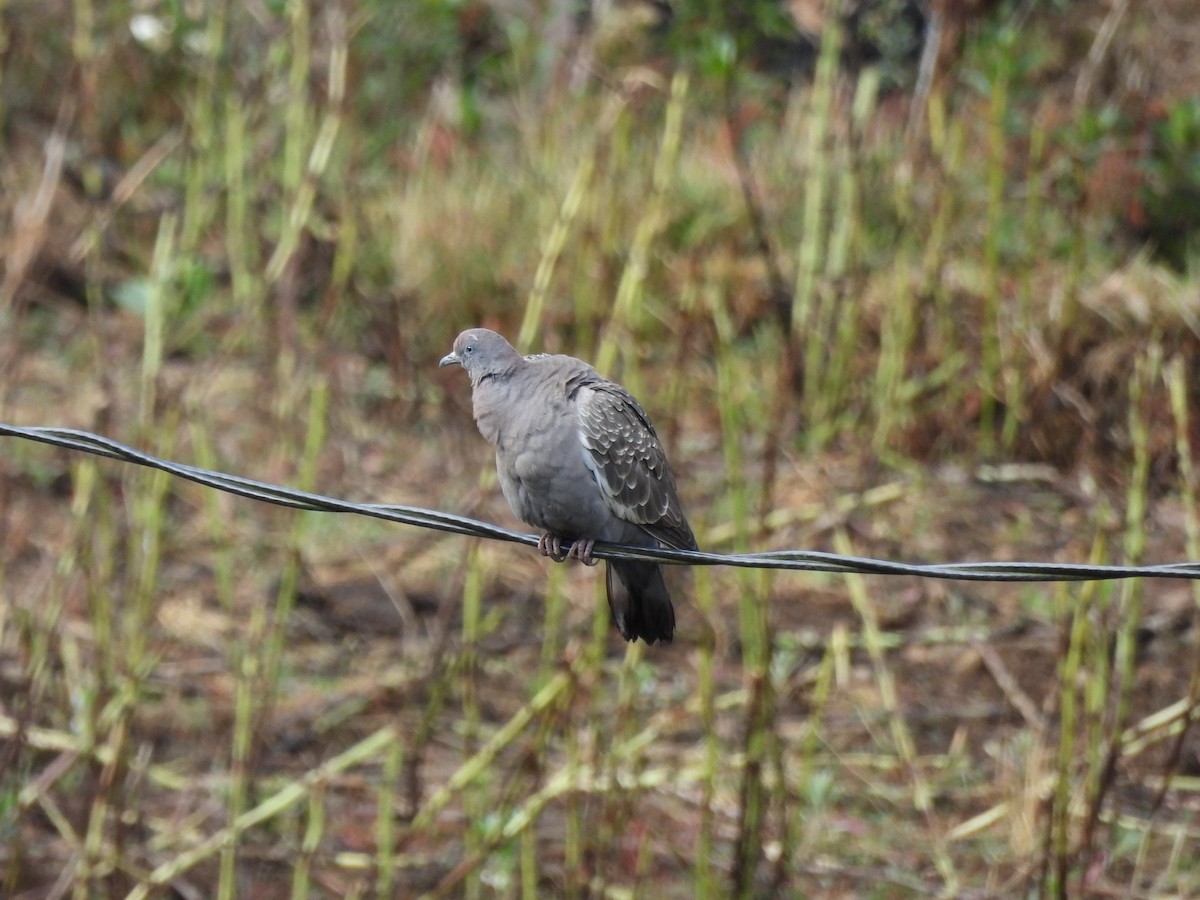 Spot-winged Pigeon - ML643535036