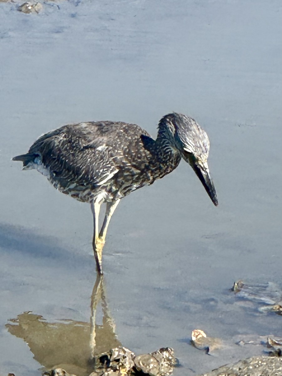 Yellow-crowned Night Heron - ML643535052