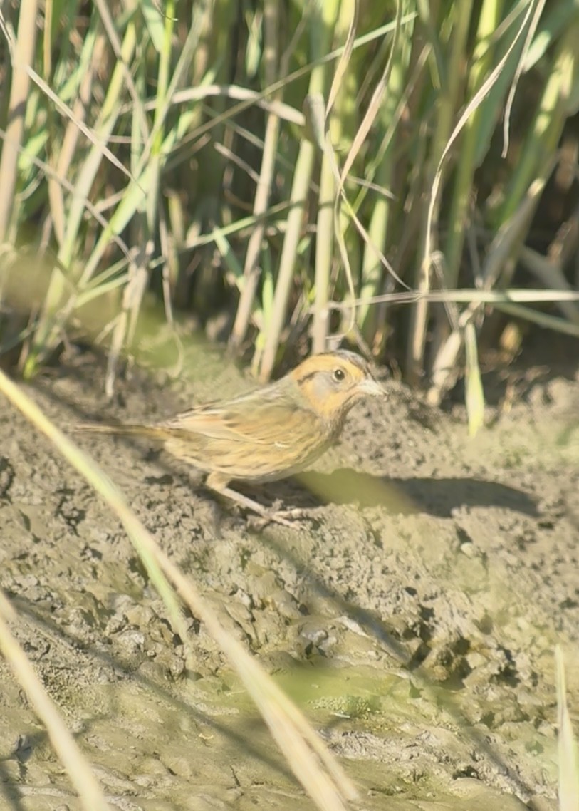 Nelson's Sparrow - ML643535055