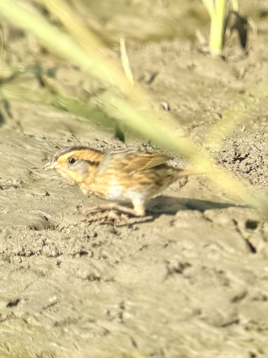 Nelson's Sparrow - ML643535056