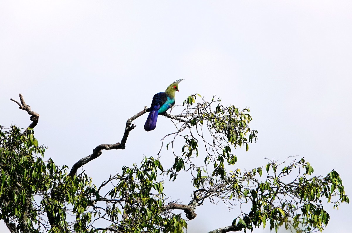 シャローエボシドリ - ML643535080