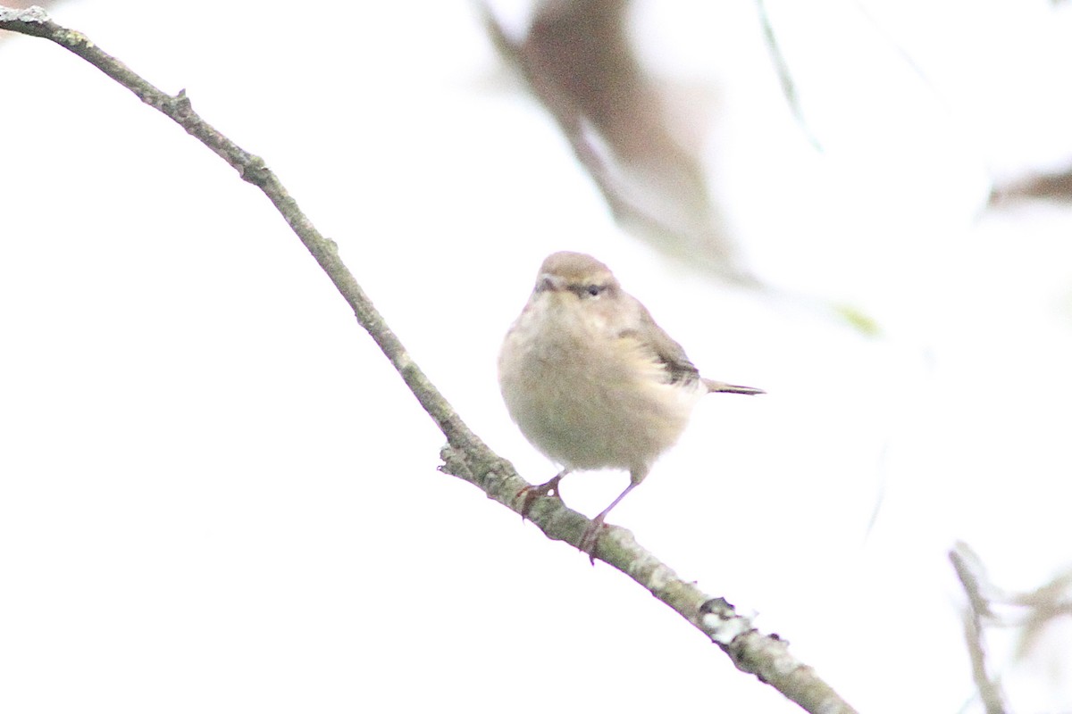 Phylloscopus sp. - ML643535097