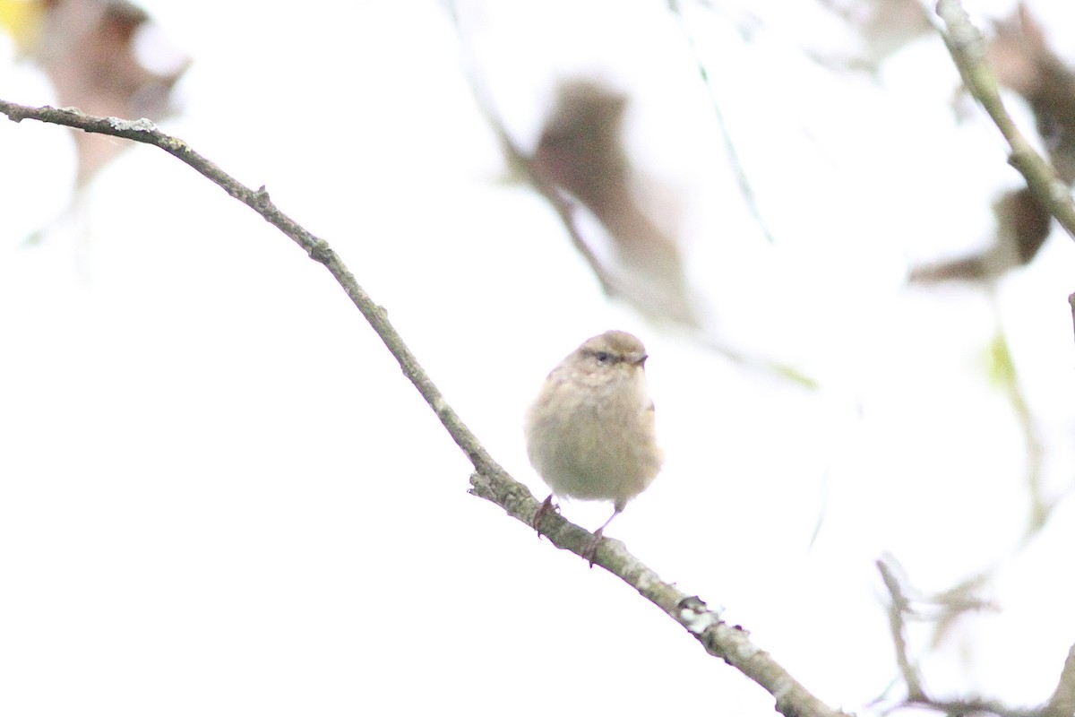 Phylloscopus sp. - ML643535098