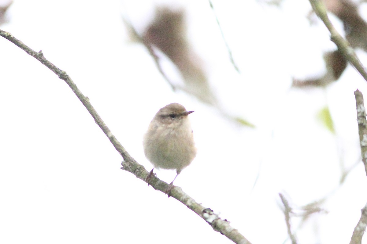 Phylloscopus sp. - ML643535100
