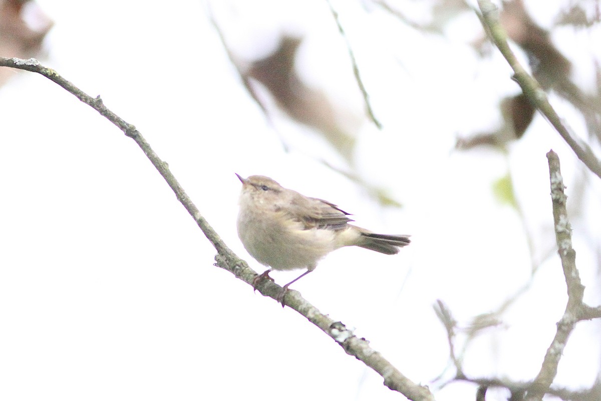Phylloscopus sp. - ML643535101