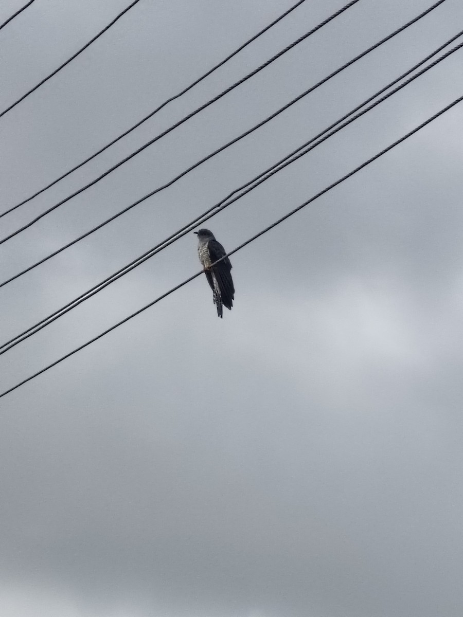 Common Cuckoo - ML643535104