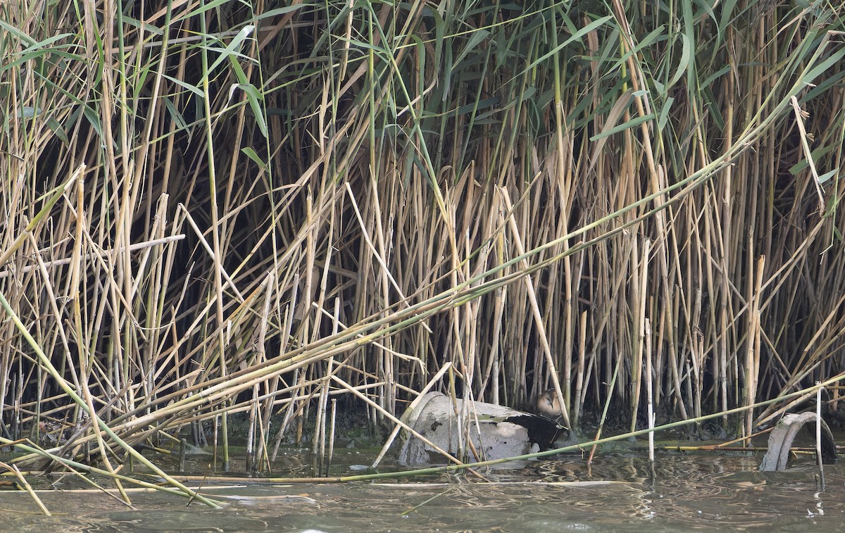 Little Crake - ML643535108