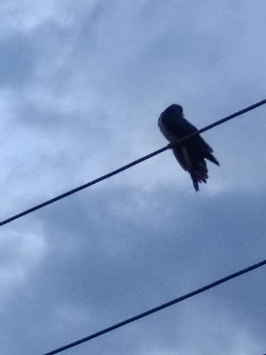 Common Cuckoo - ML643535110