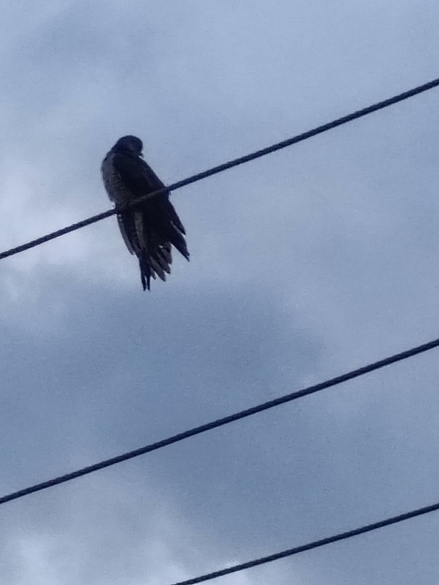 Common Cuckoo - ML643535111