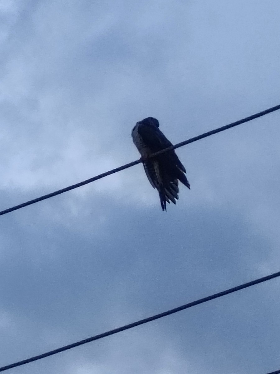 Common Cuckoo - ML643535112