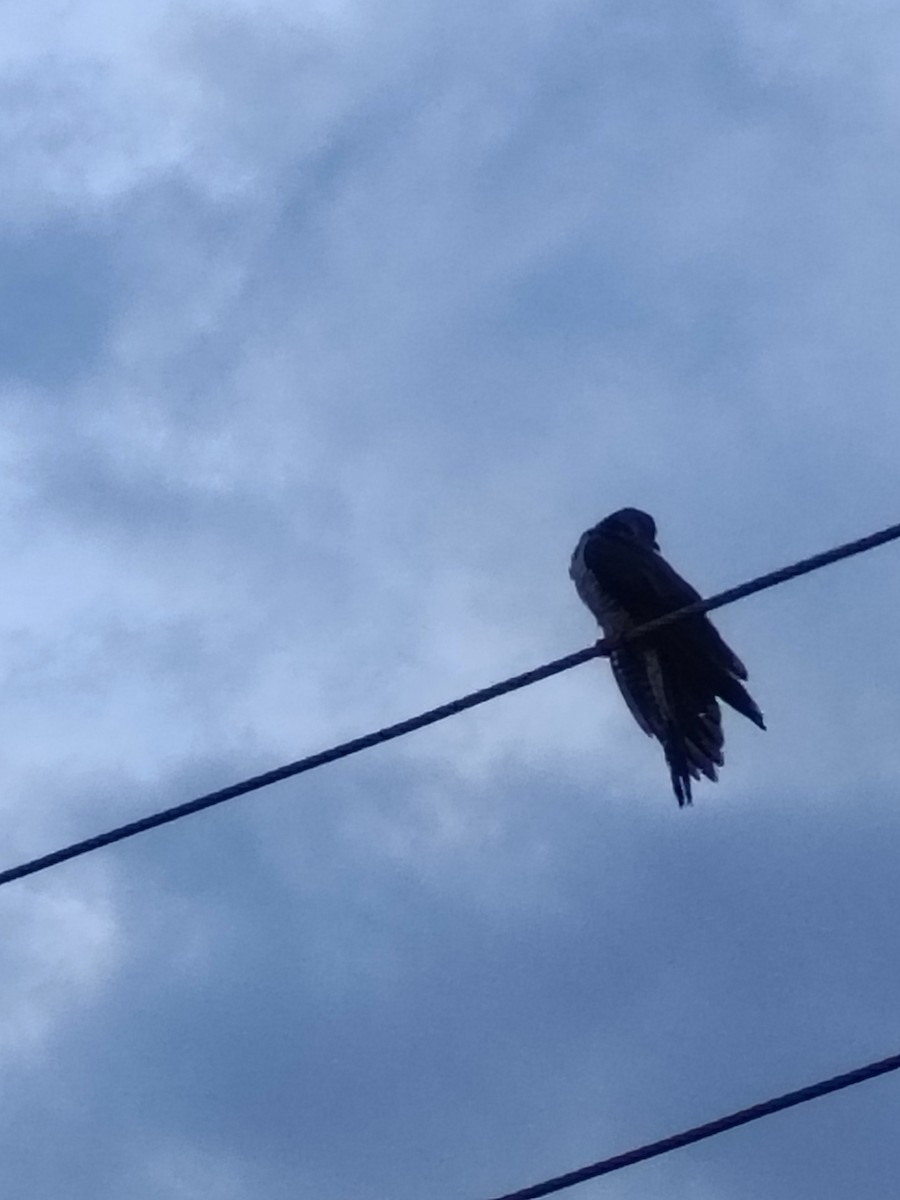 Common Cuckoo - ML643535113