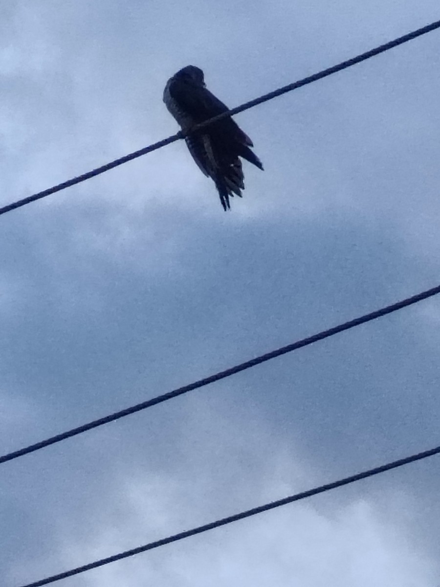 Common Cuckoo - ML643535114