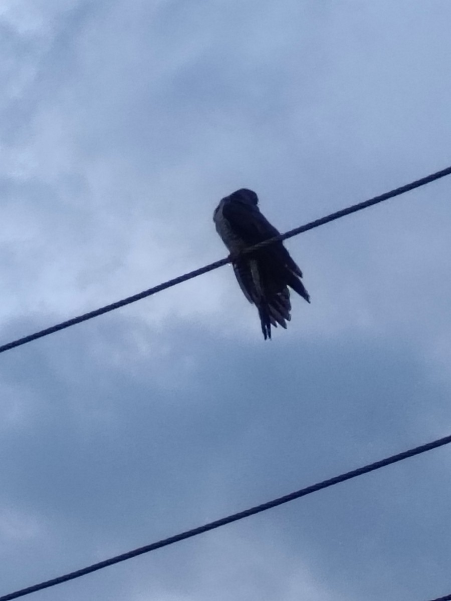 Common Cuckoo - ML643535116