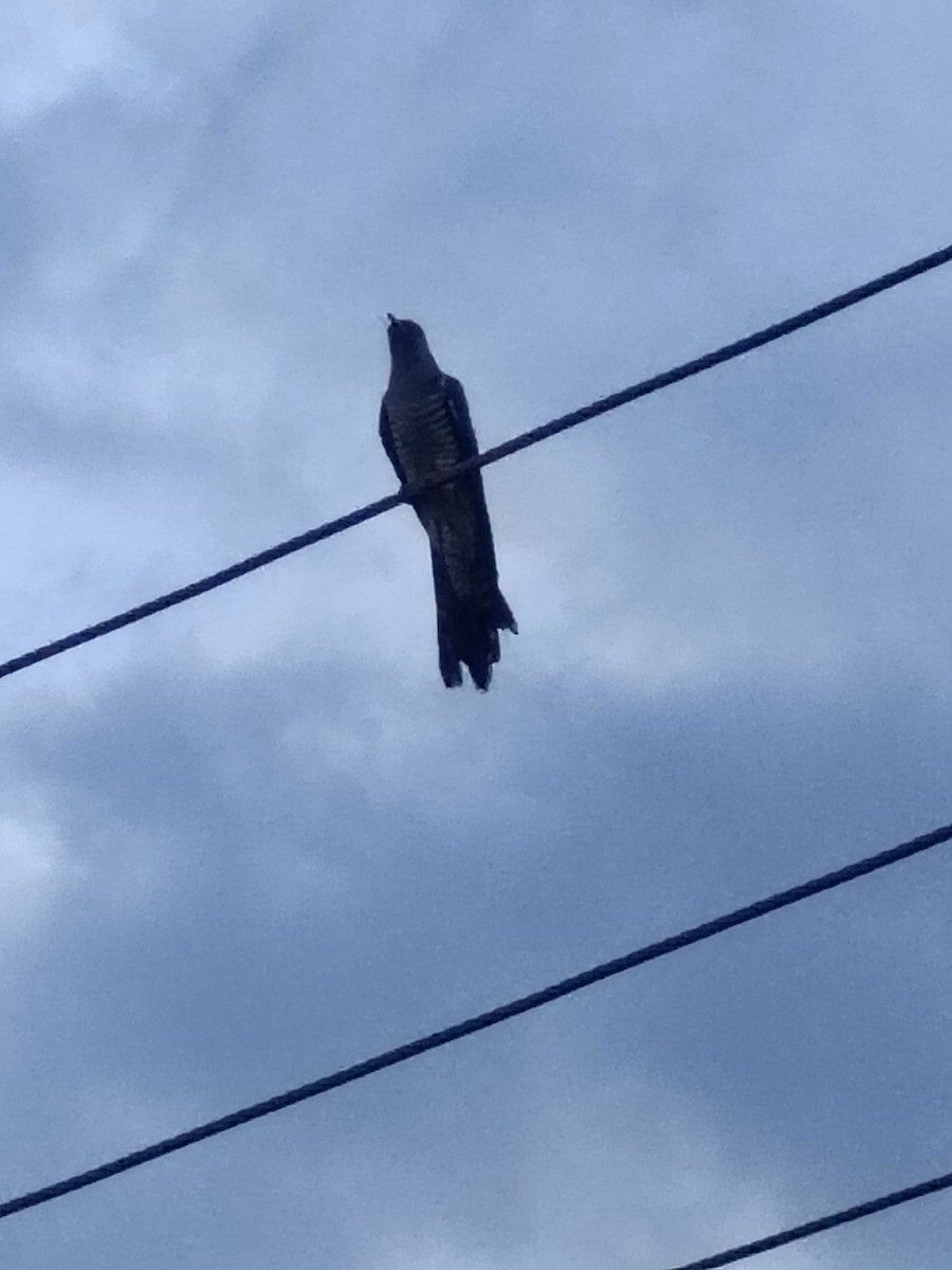 Common Cuckoo - ML643535117