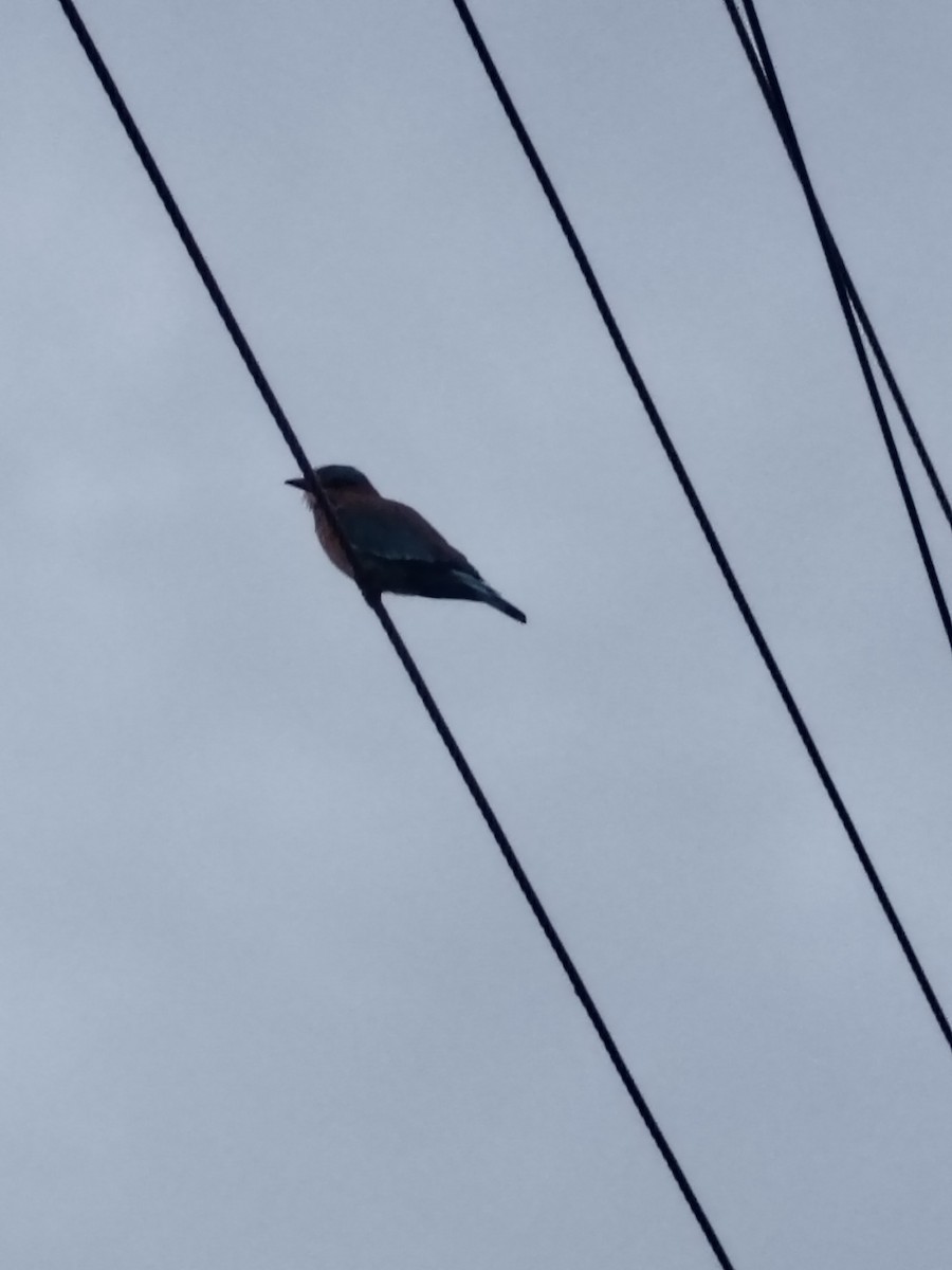 Indian Roller - ML643535128