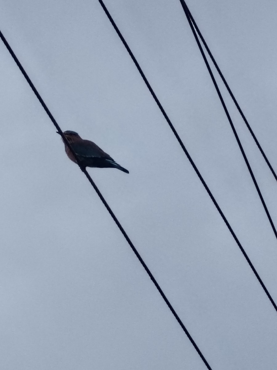 Indian Roller - ML643535129