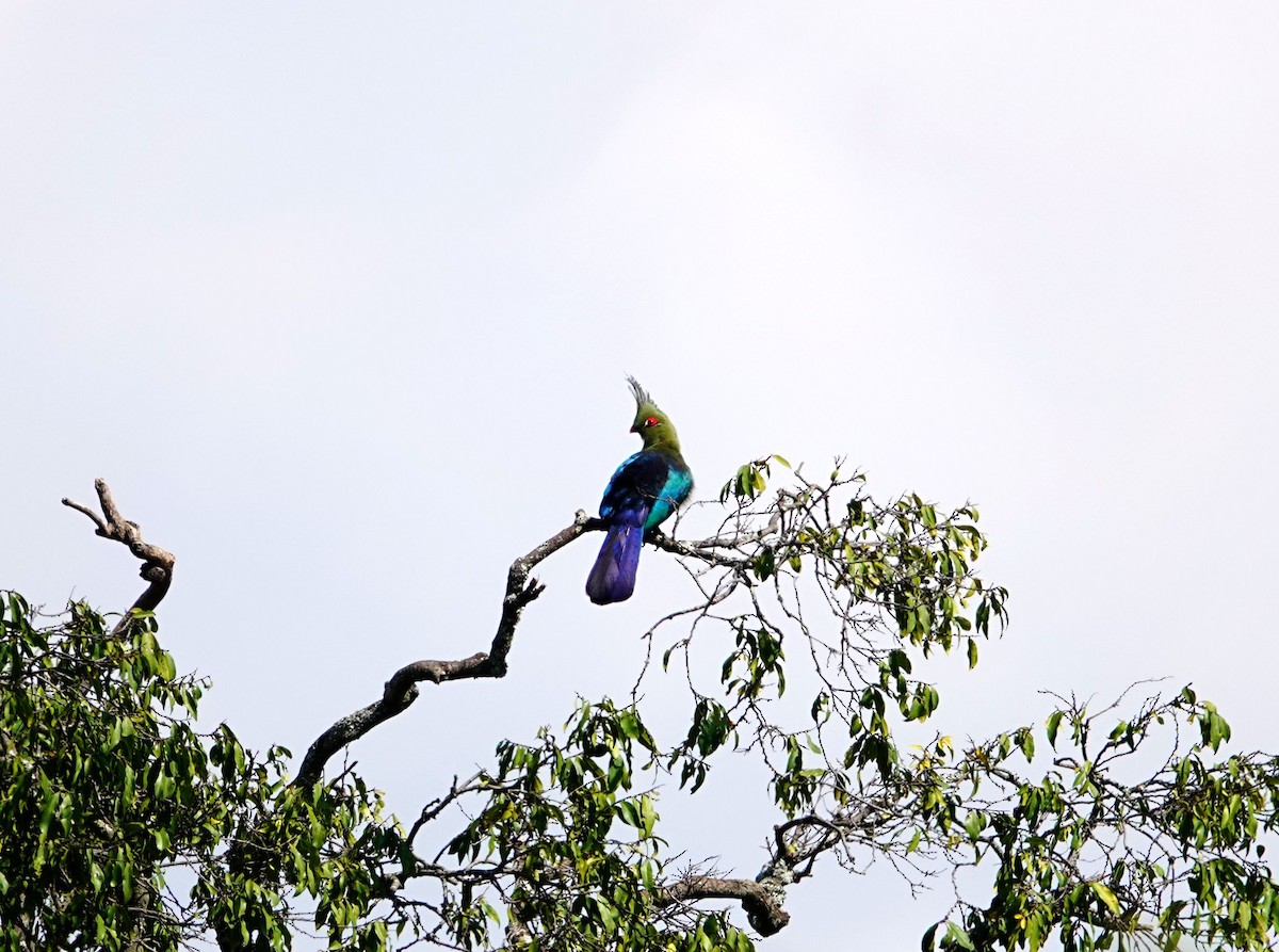 シャローエボシドリ - ML643535141