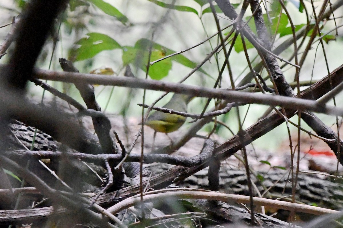 Kentucky Warbler - ML643535153