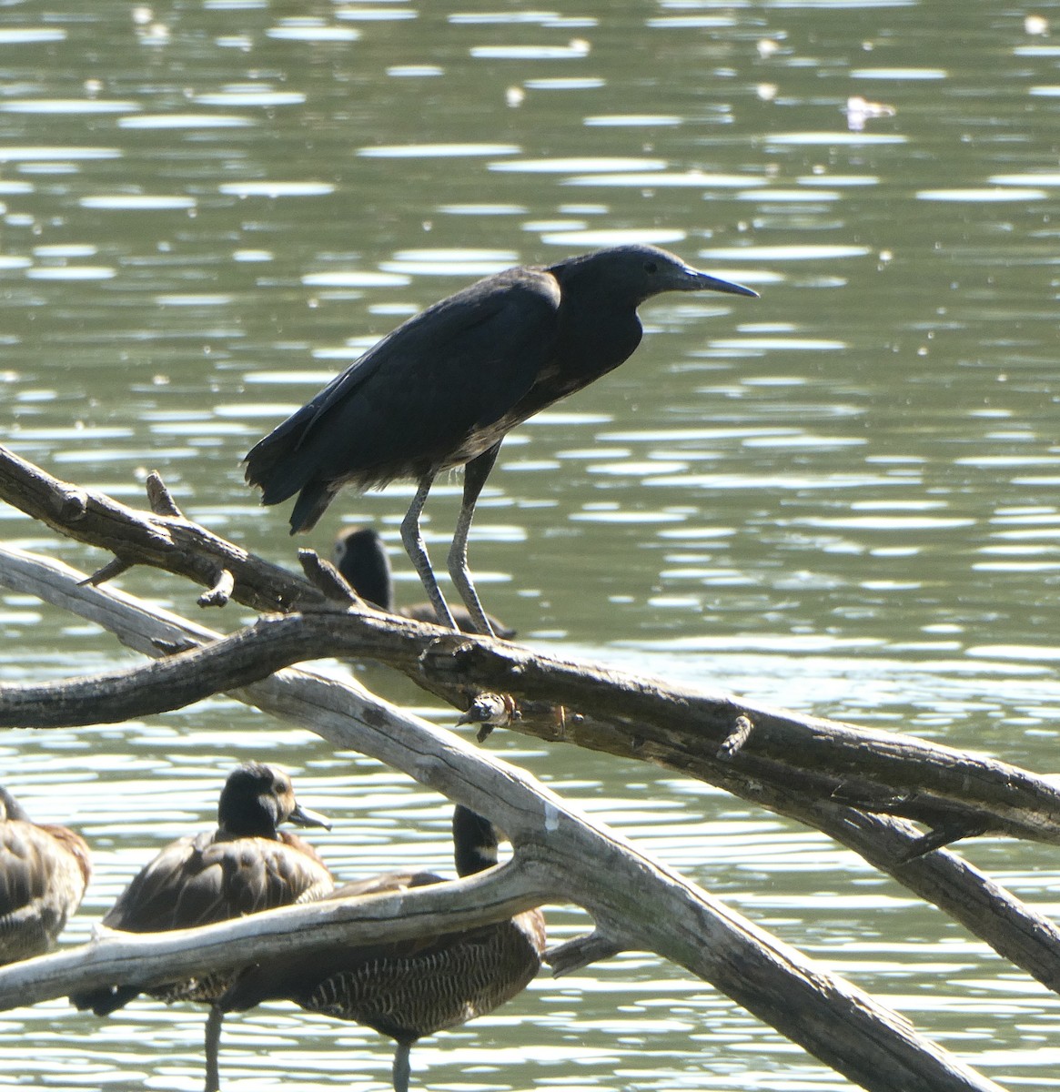 Black Heron - ML643535154