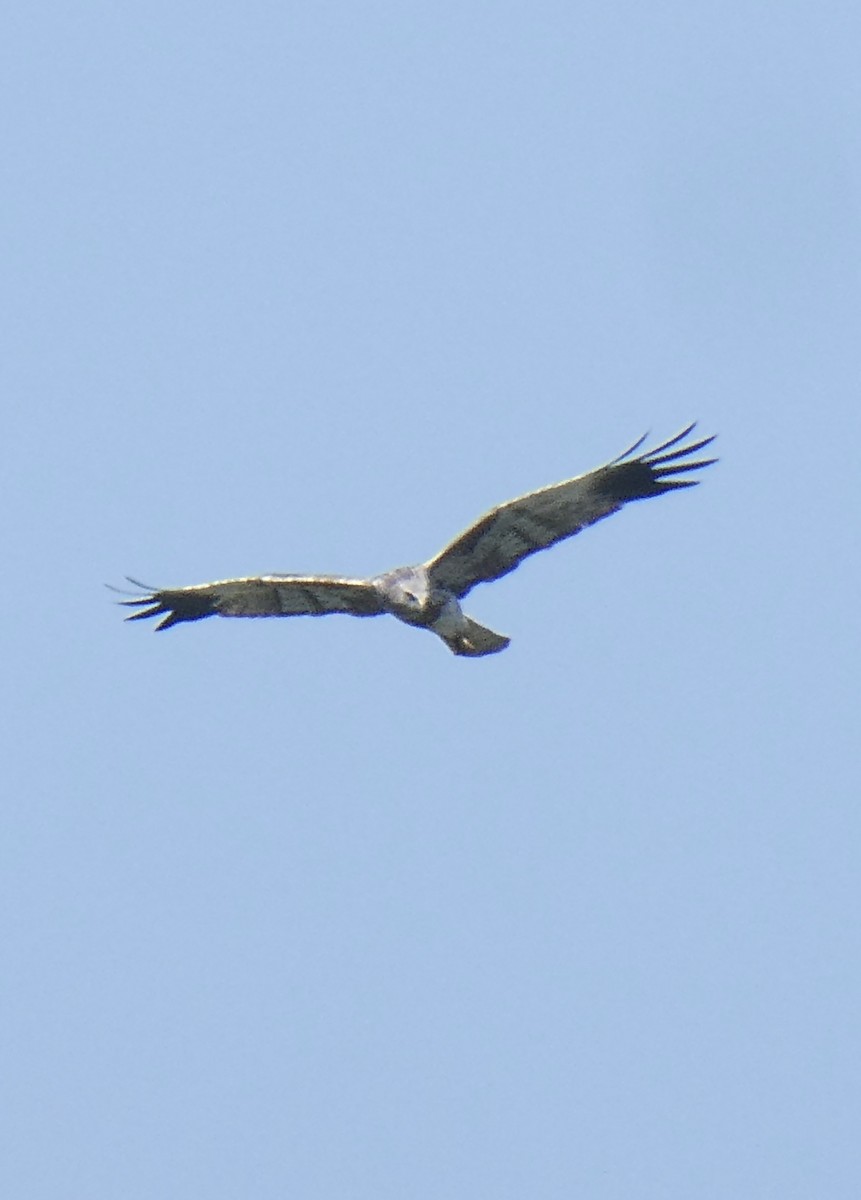 Malagasy Harrier - ML643535161