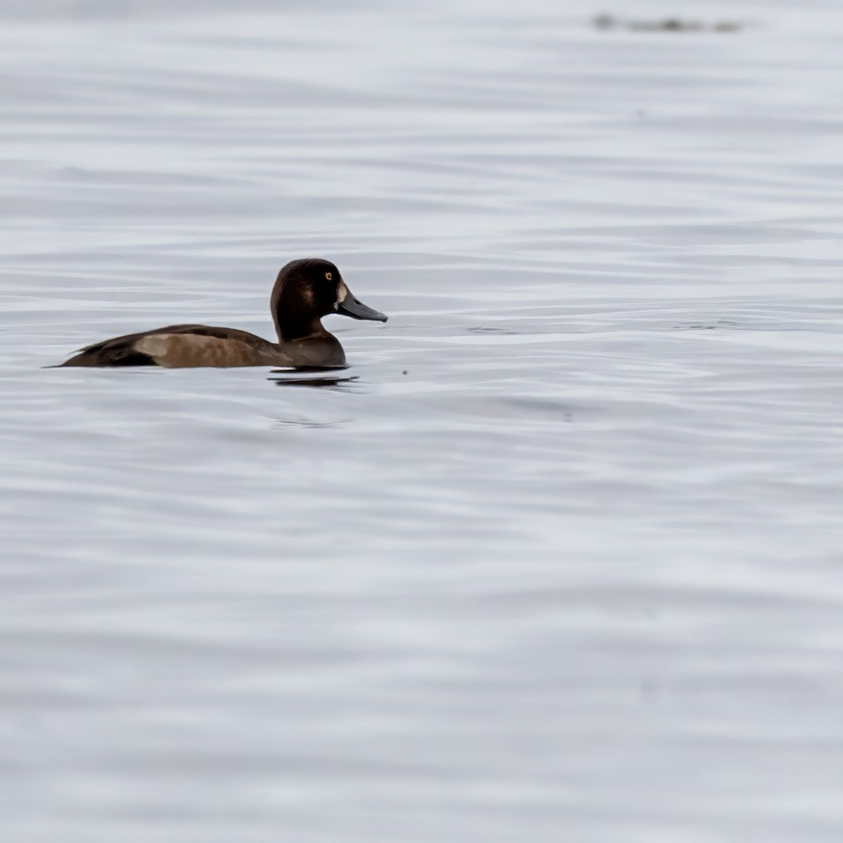 Greater Scaup - ML643535184