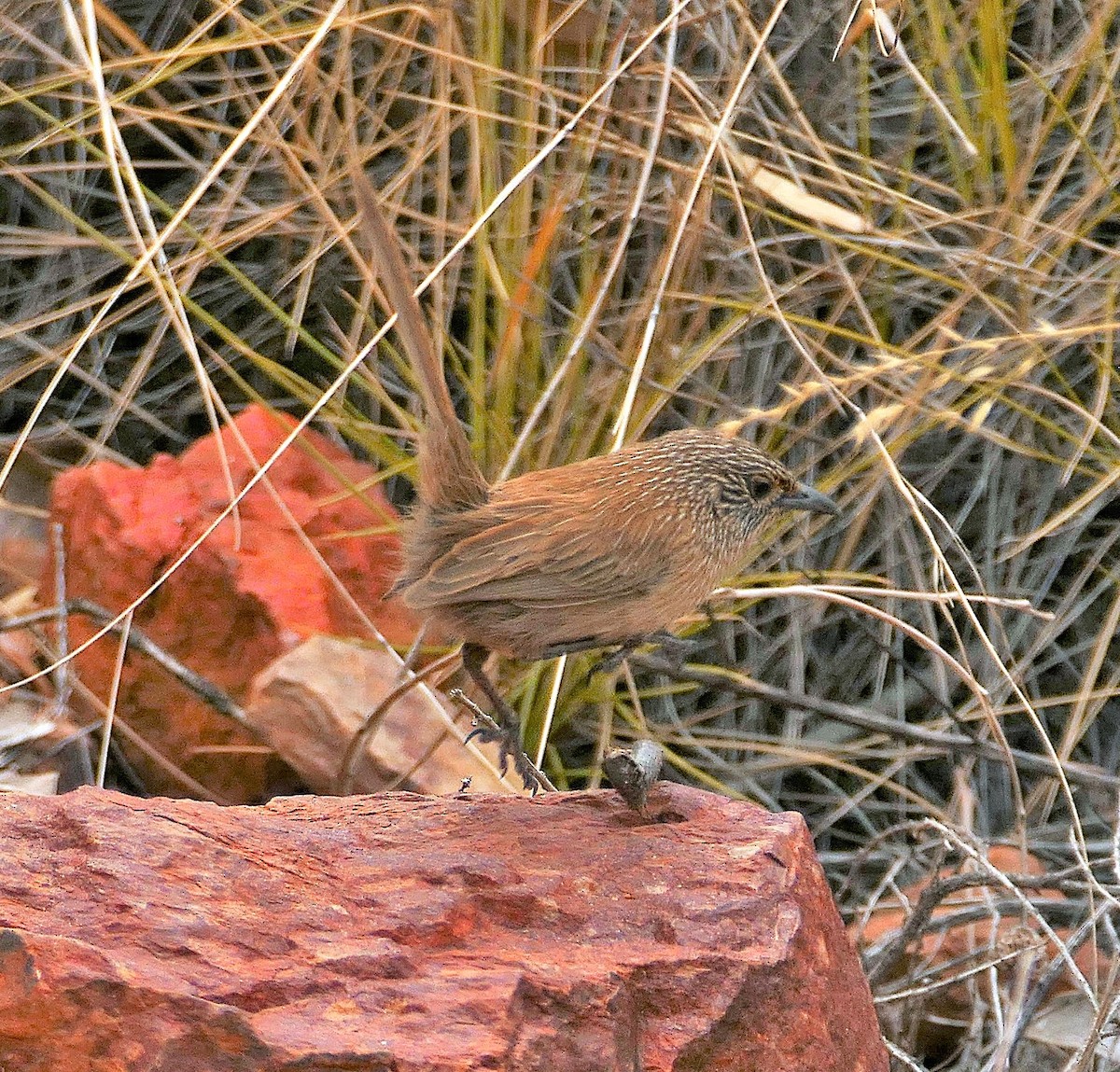 Dusky Grasswren - ML643535214
