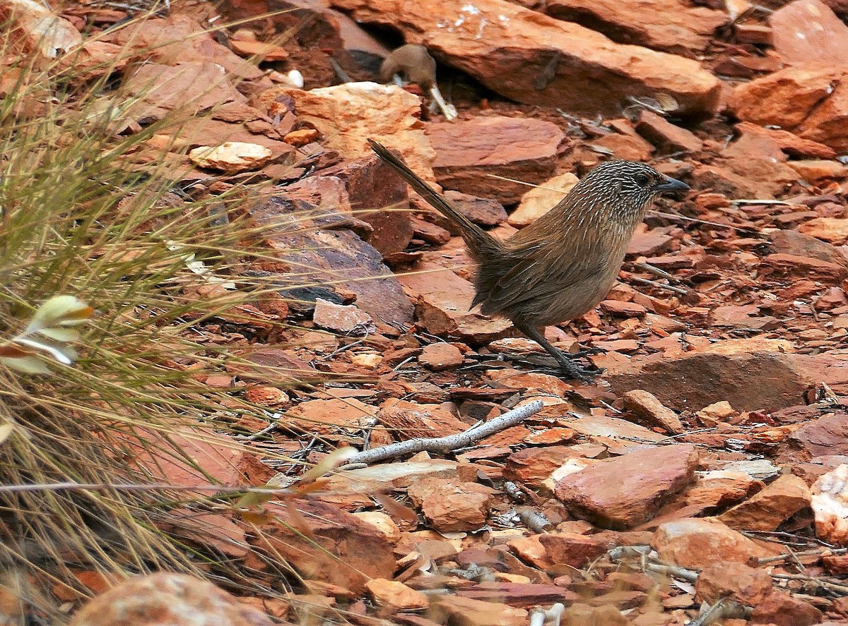 Dusky Grasswren - ML643535215
