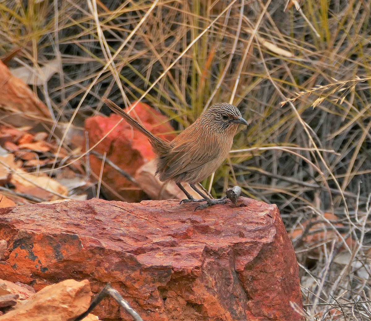 Dusky Grasswren - ML643535216