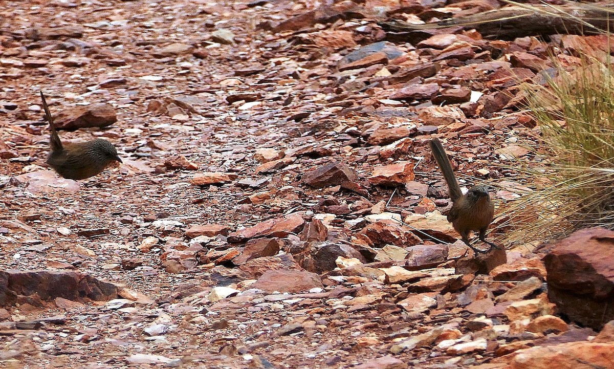 Dusky Grasswren - ML643535217