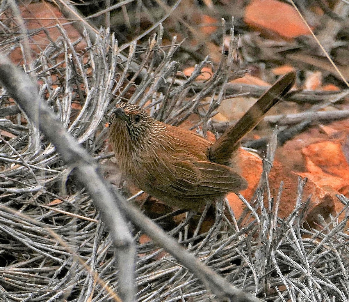 Dusky Grasswren - ML643535224