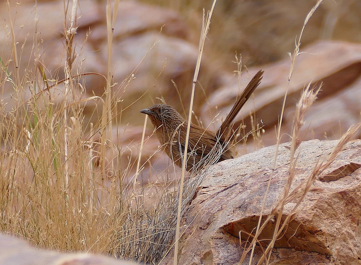 Dusky Grasswren - ML643535234