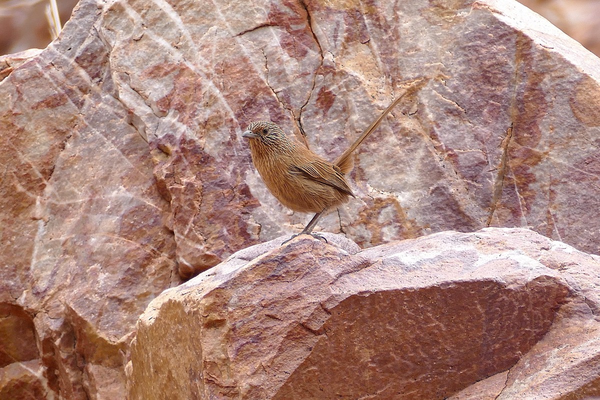 Dusky Grasswren - ML643535235