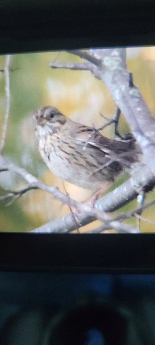 Lincoln's Sparrow - ML643535240