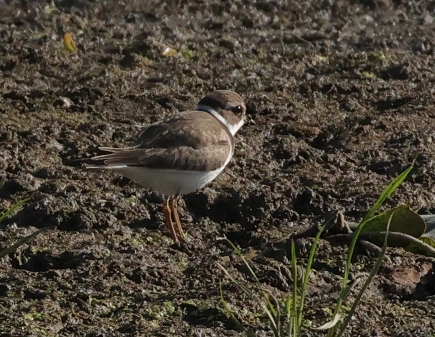 Txirritxo erdipalmatua - ML643535242