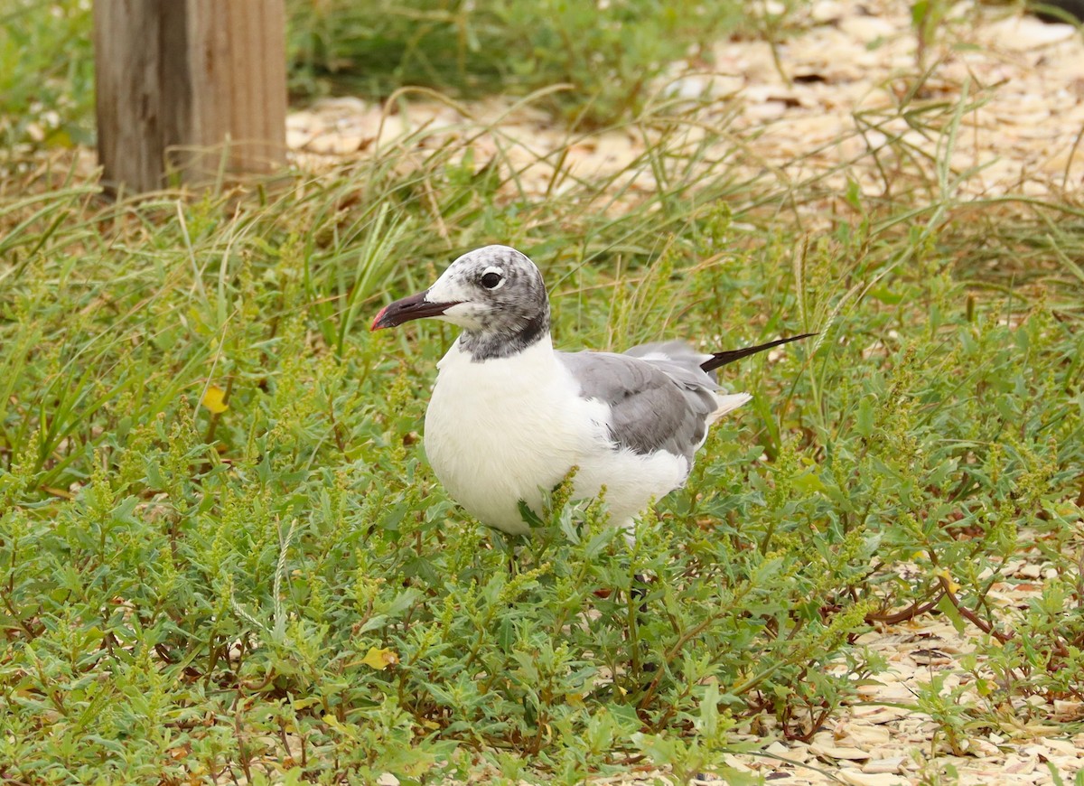 Antxeta mokogorri amerikarra - ML643535248