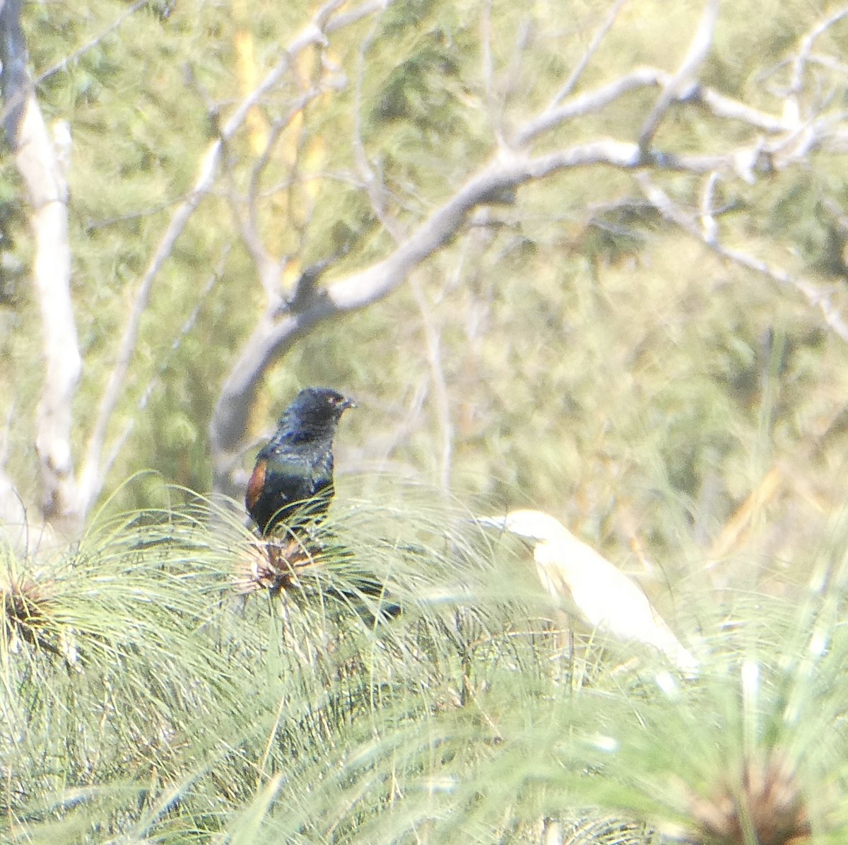 Malagasy Coucal - ML643535249