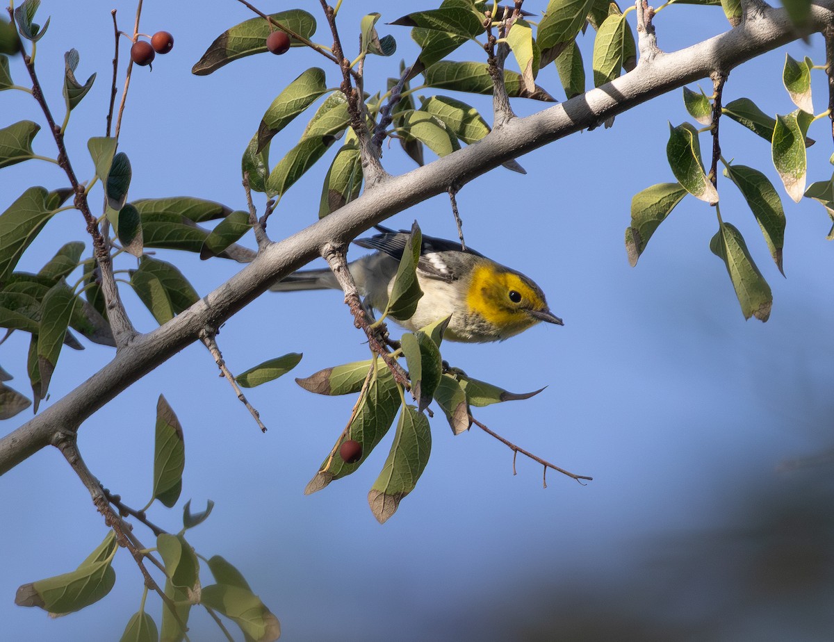 Hermit Warbler - ML643535252