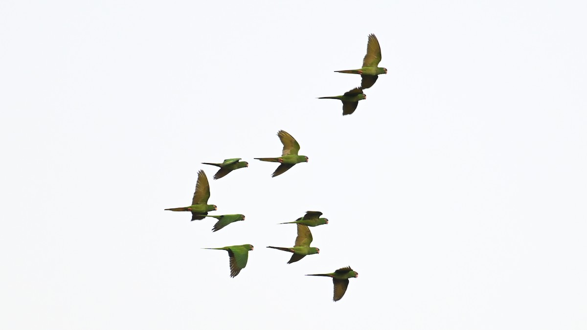 Blue-crowned Parakeet - ML643535254