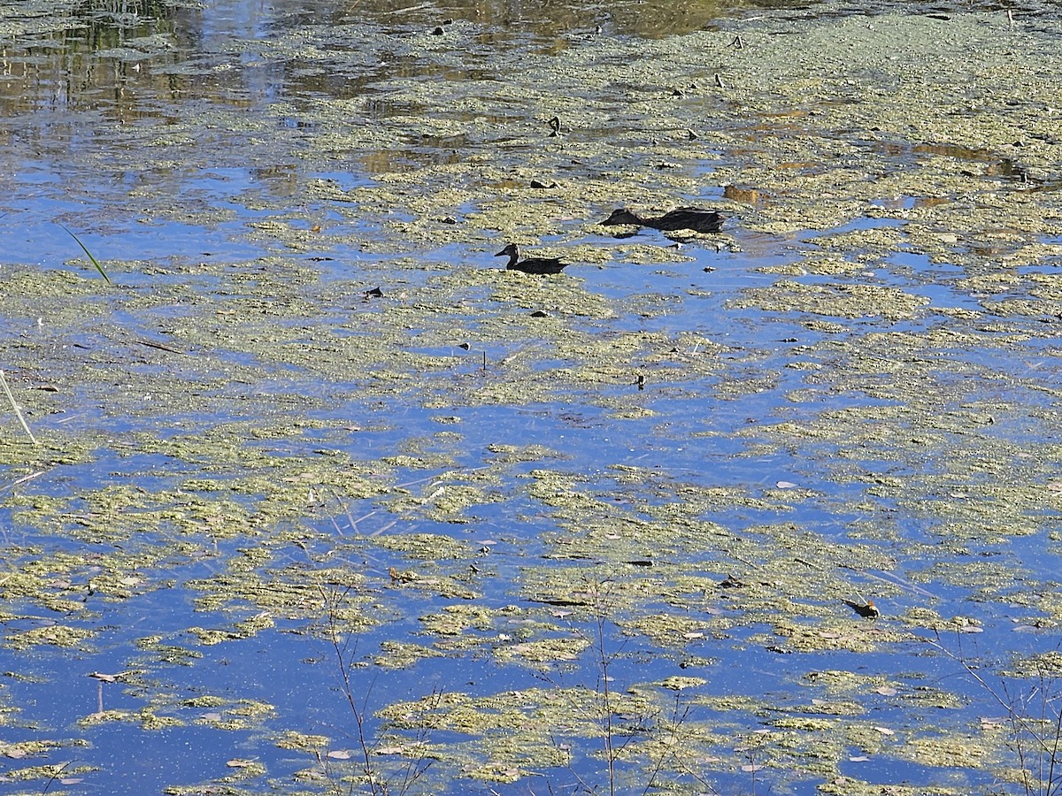 Blauflügelente - ML643535261