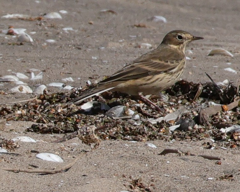 American Pipit - ML643535291