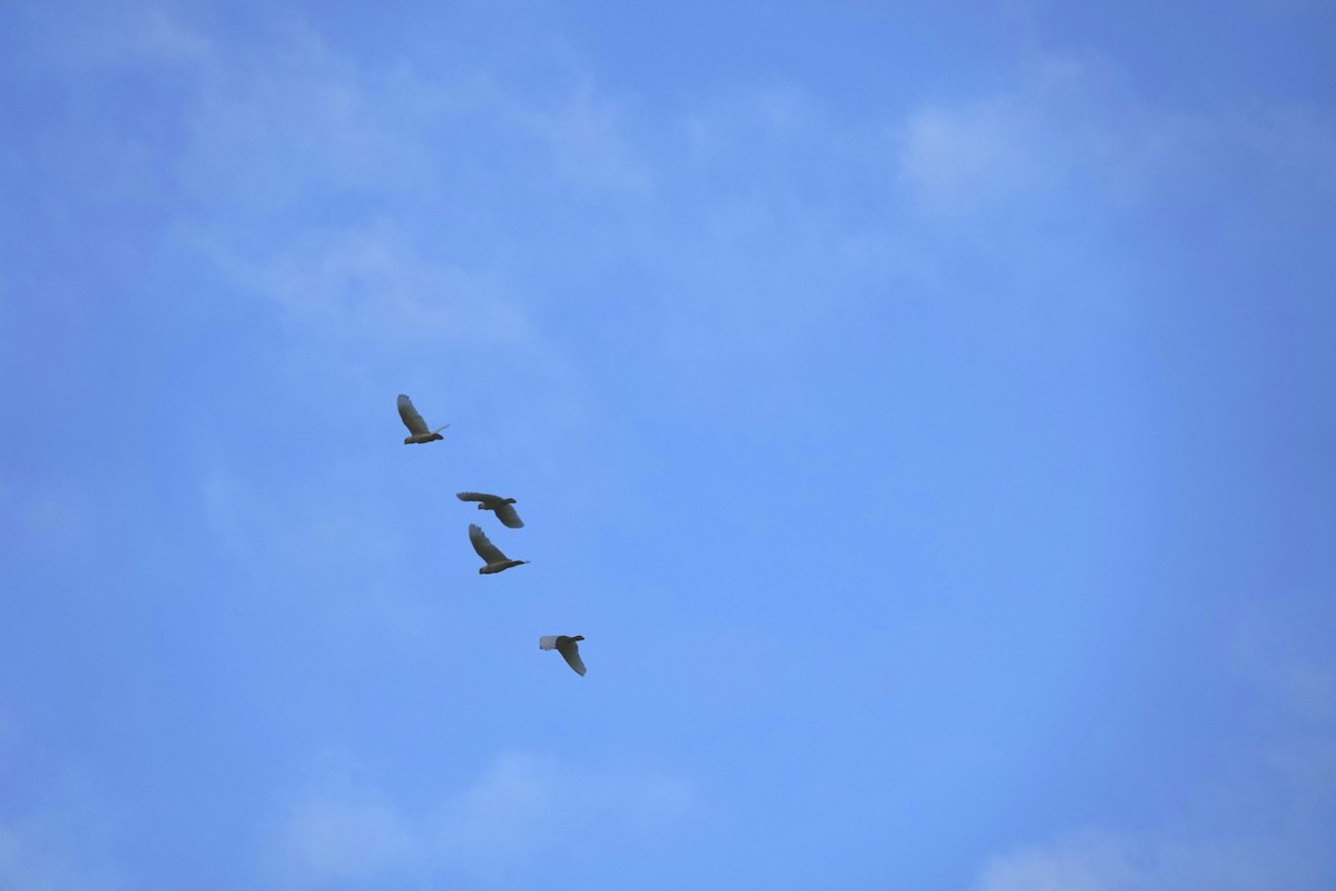 Little Corella - ML643535297