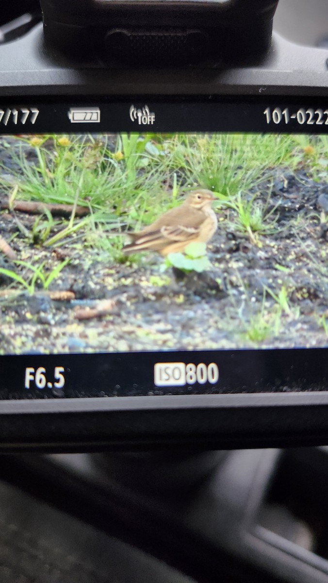 American Pipit - ML643535306