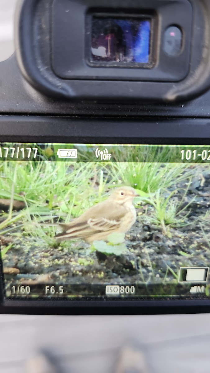 American Pipit - ML643535307