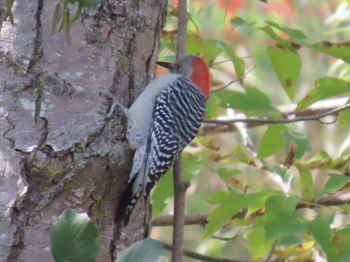 Red-bellied Woodpecker - ML643535309