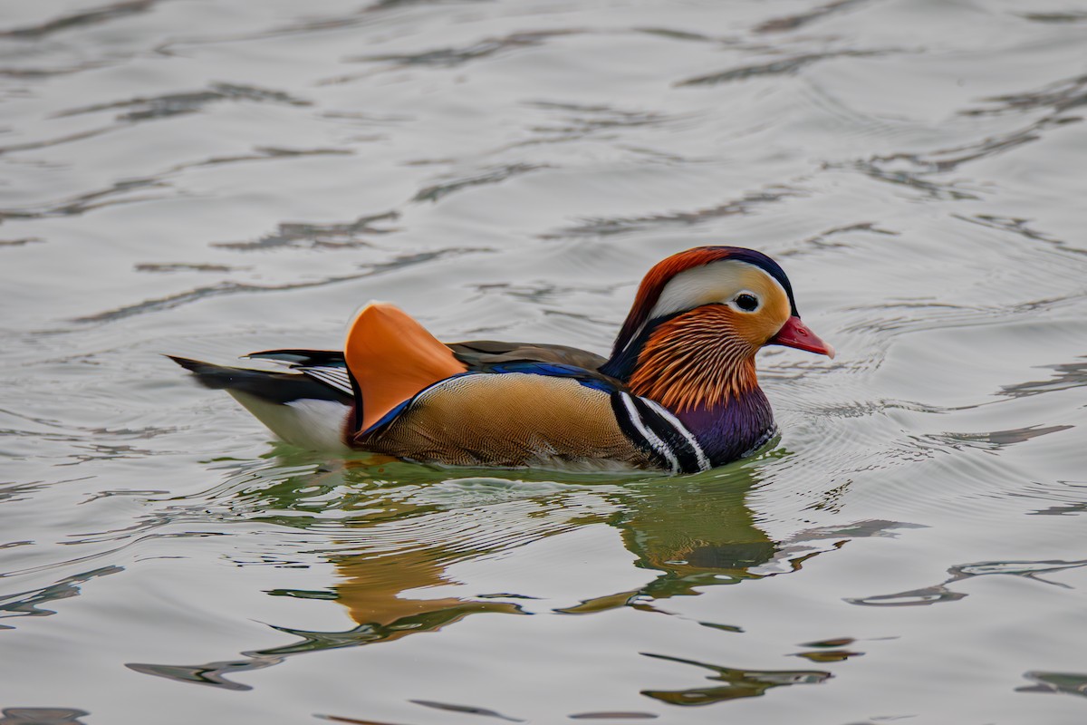 Mandarin Duck - ML643535318
