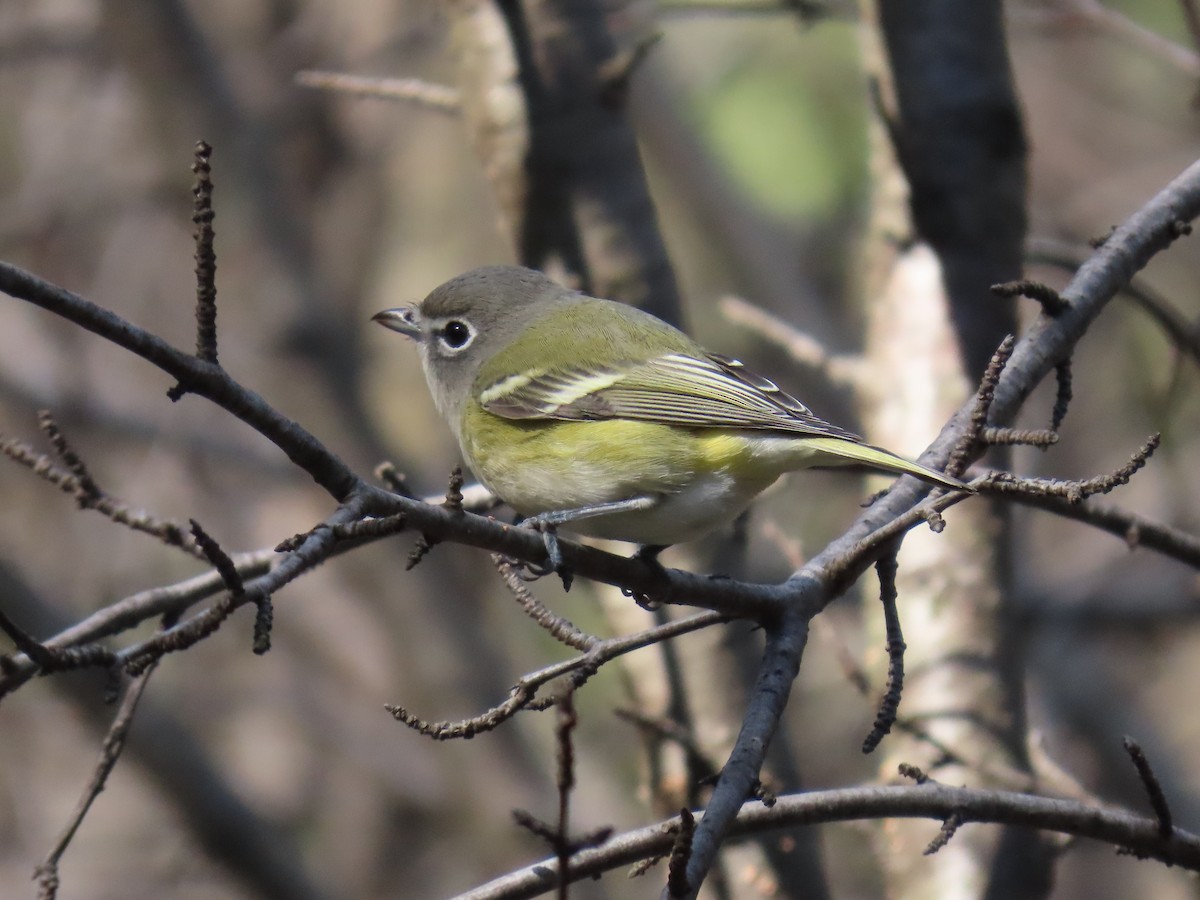 Blue-headed Vireo - ML643535321