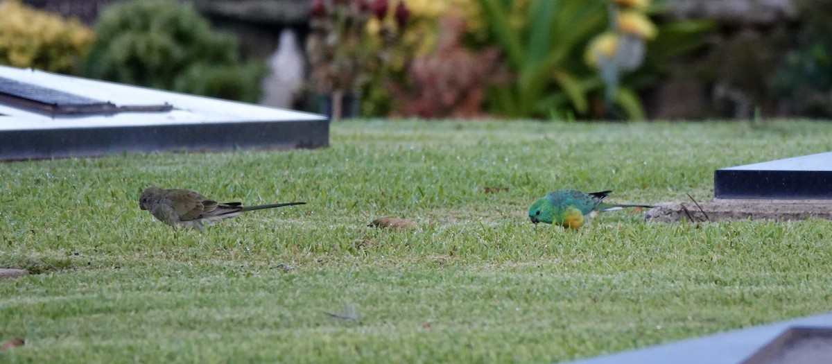 Red-rumped Parrot - ML643535335