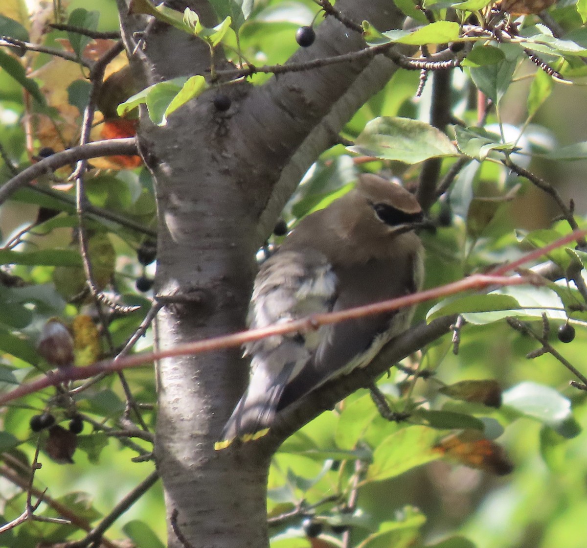Cedar Waxwing - ML643535338